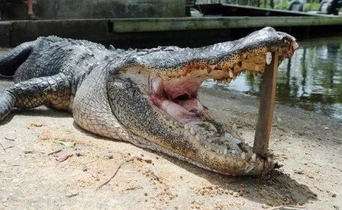 超硬核澳男竟然养了一条食人鳄作宠物结果没看好跑出来了