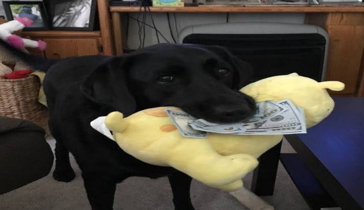 狗狗总是偷家里的钱藏起来,主人无奈:它现在比我还有钱!