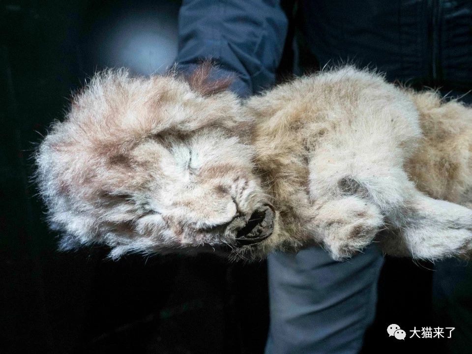 鉴定有误?永久冻土中发现的两只狮子不是兄弟,死亡间隔18000年