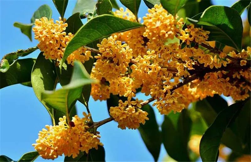 最香的花树这是什么花树开的花很香2