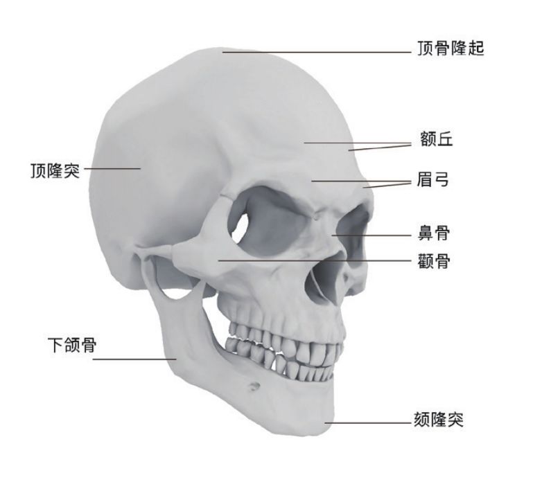 头颅侧面图片