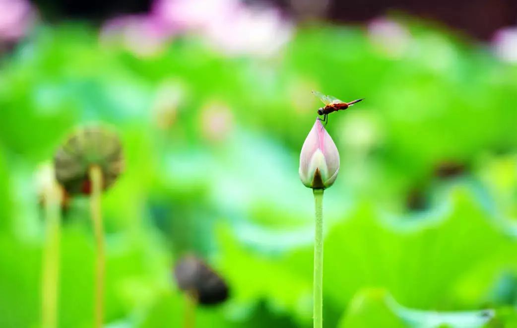 成長一首首耳熟能詳的歌曲《童年》《青花瓷》《送別》長亭外,古道邊