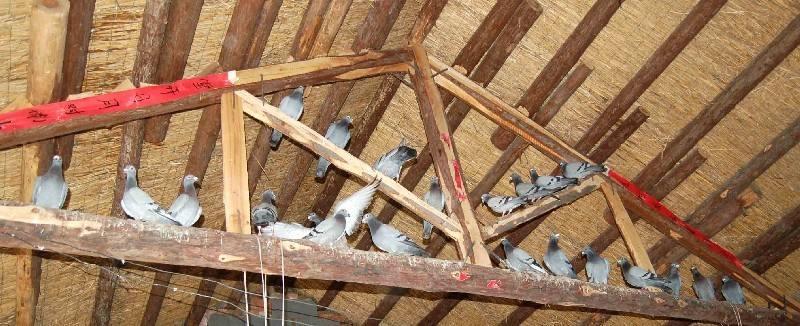 农村经常有人高价回收旧房梁,这些老房梁有什么价值,有什么作用