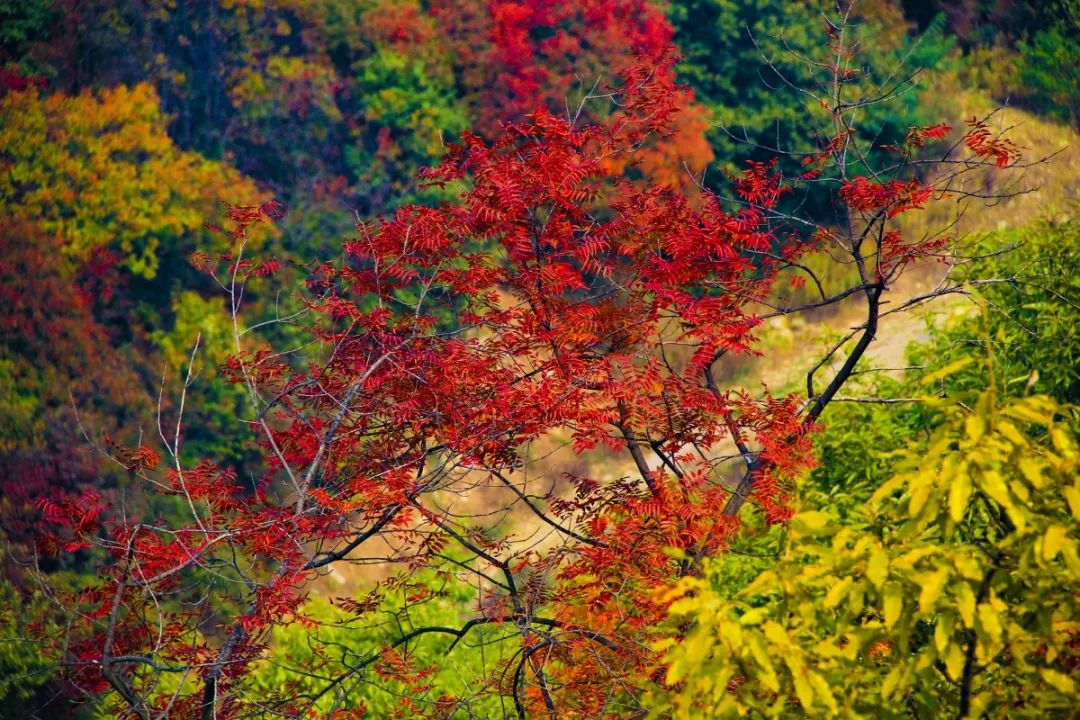 金秋十月黃河三峽紅葉節