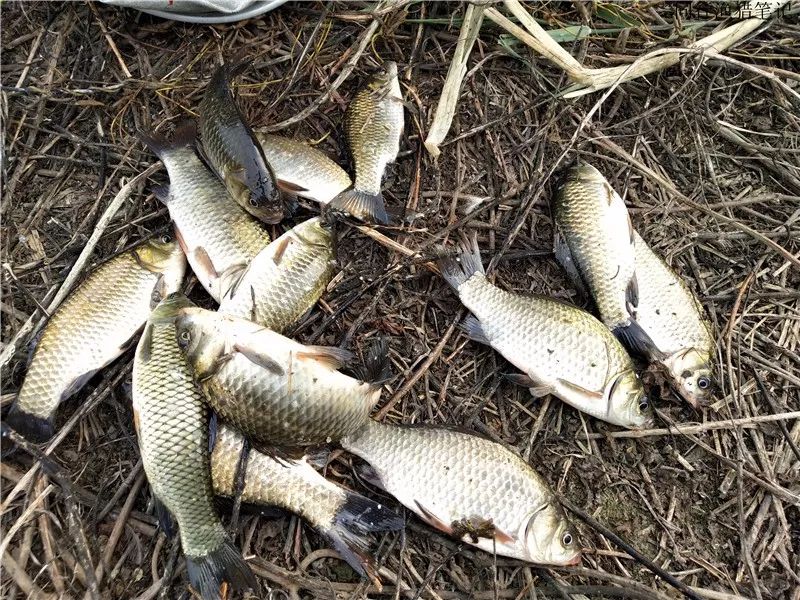 10.13 钓鱼笔记:芦苇荡里野鸭飞,浮萍流水鲫鱼肥