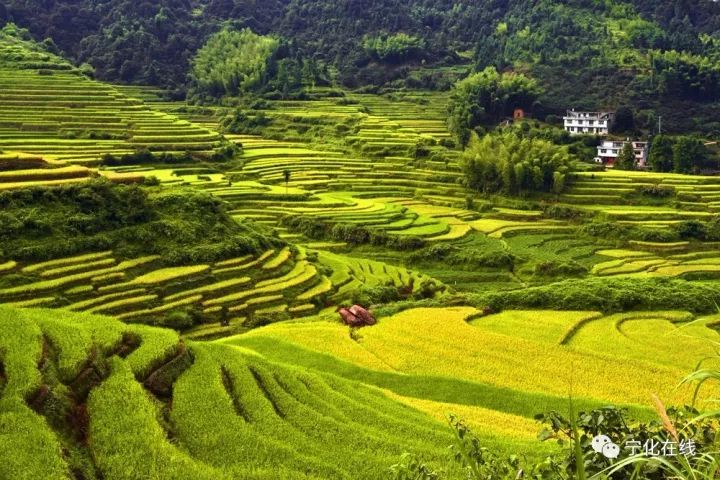 秋景美到爆三明藏着这些不需滤镜的黄金梯田