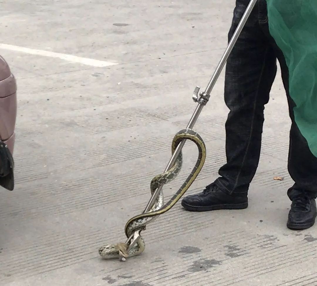 白娘子与小青出没 消防:到我的碗里来!_毒蛇