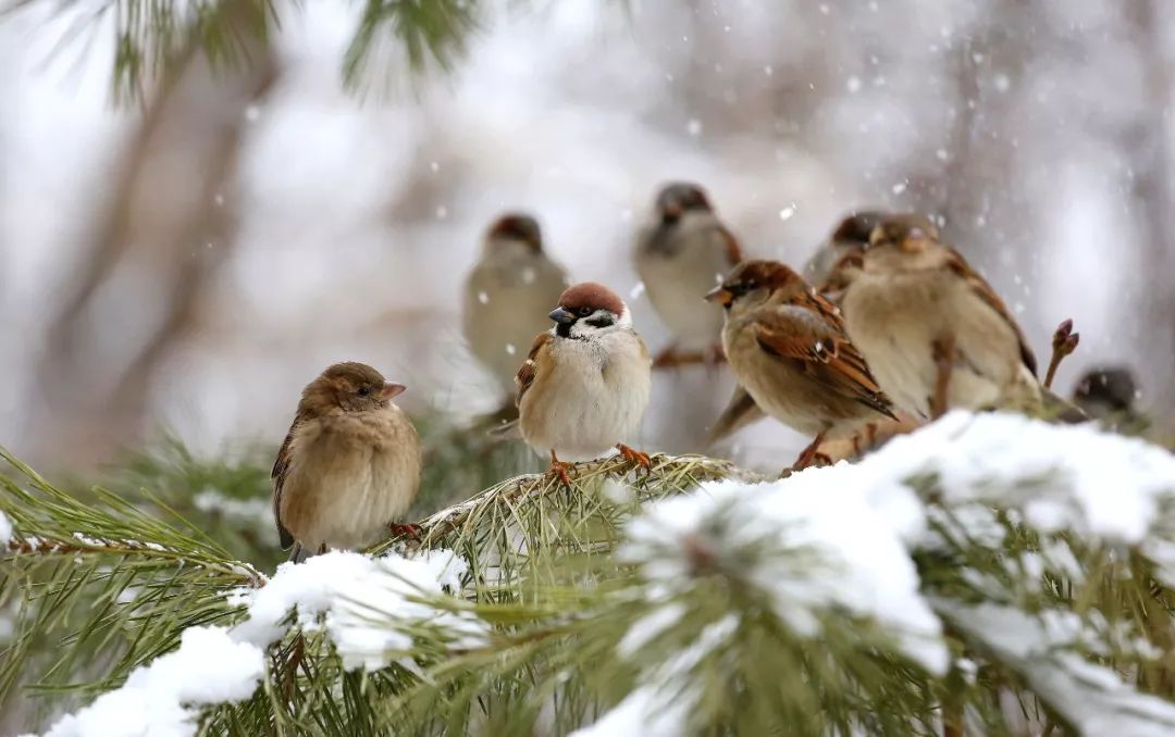 光明文化周末·大观 | 刘鸿伏:雀 赋