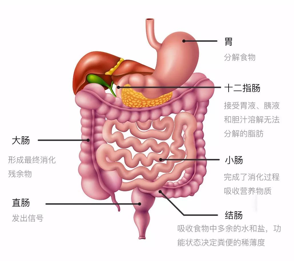 人体的肠胃分布图图片