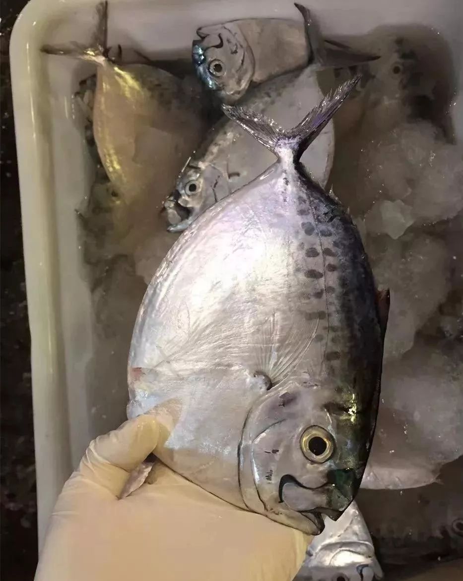 刀鲳鱼