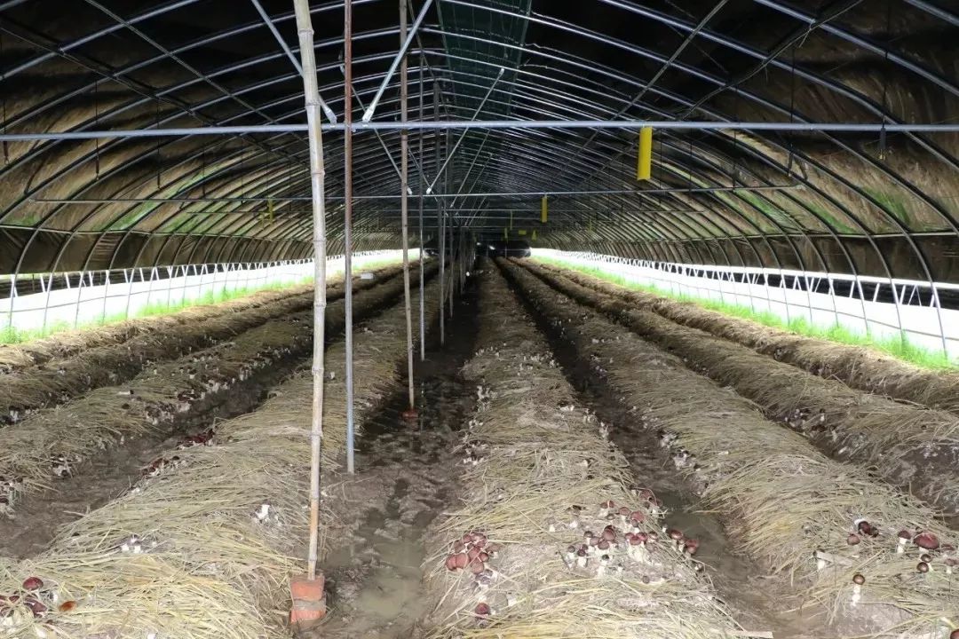 大球盖菇高效利用新鲜稻秸秆技术模式示范与推广