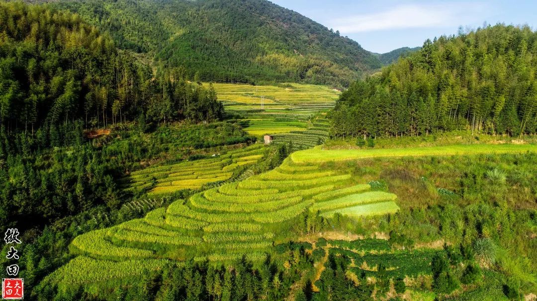 秋景美到爆三明藏着这些不需滤镜的黄金梯田