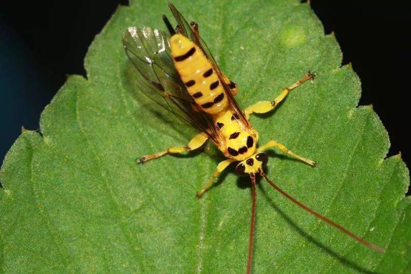 图片来源:hwb2007螟蛉悬茧姬蜂:这个也是寄生鳞翅目幼虫的.