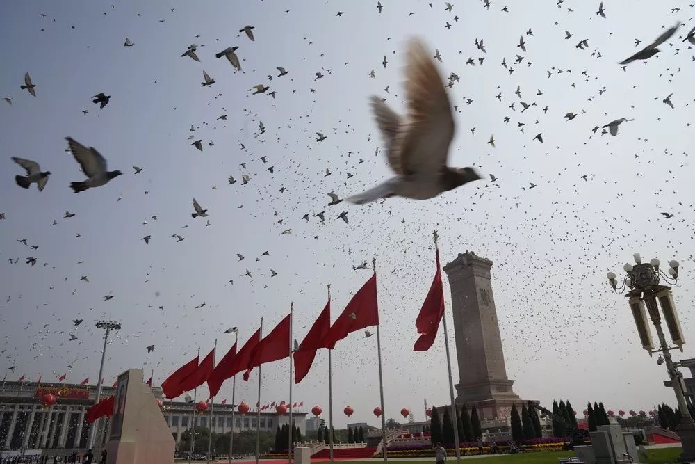 国庆活动带火的北京鸽,有故事