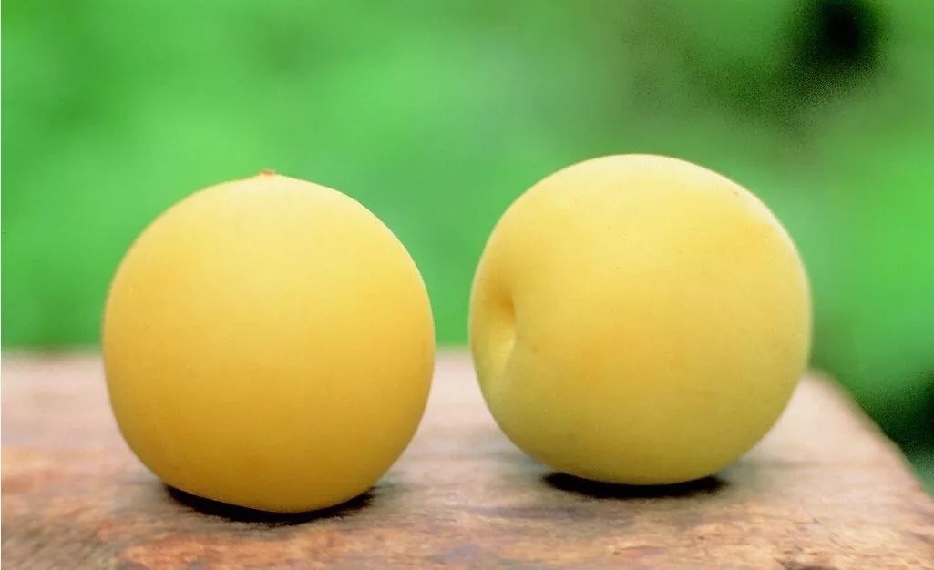 水果地理中国灌阳雪梨