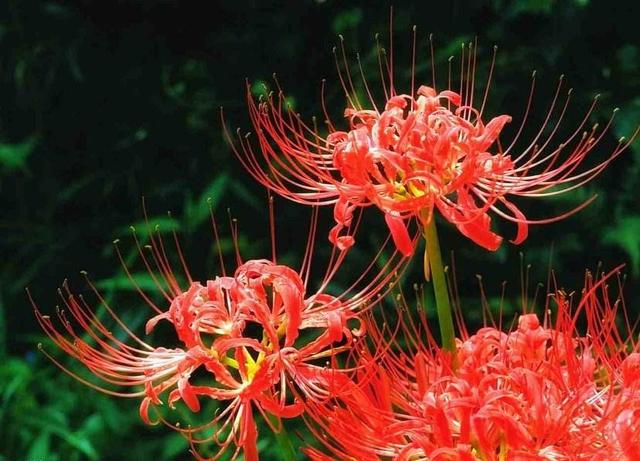 无情花无义草地狱花彼岸花为何这么多名字它的真名叫什么