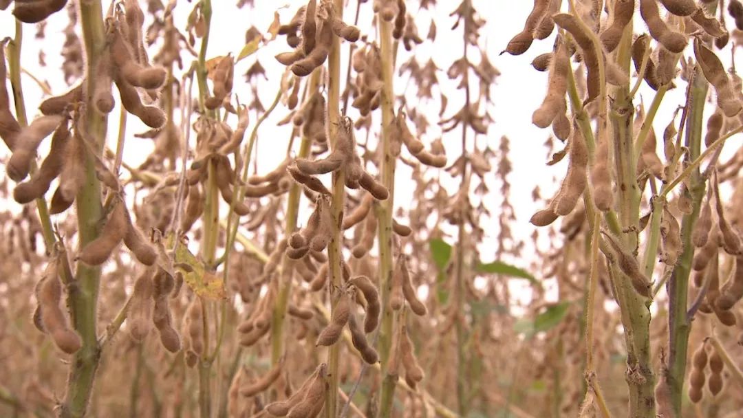 扎旗农民又出彩啦!大豆高产纪录登上《农民日报》