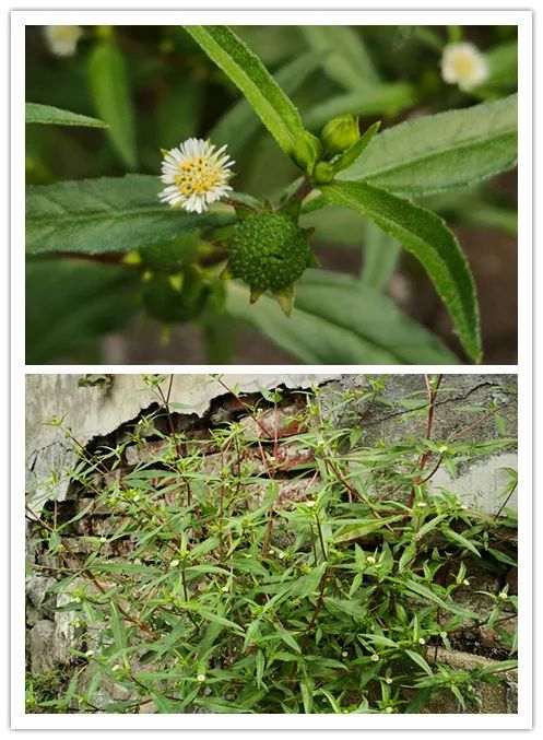 它的学名叫鬼针草,具有清热解毒,散瘀消肿的功效.漂亮吗?