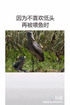 石家庄人生活涨知识方式硬核强势来袭