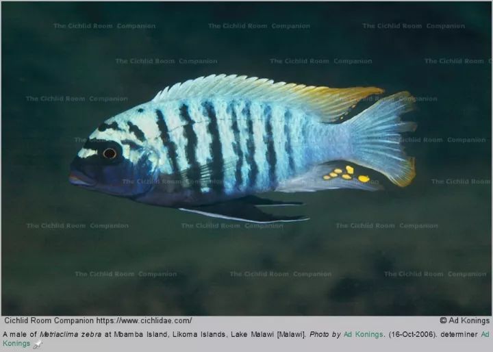 側帶斜間/紫藍斜間mylochromis lateristriga利文斯通暴雨鯛/花鯛