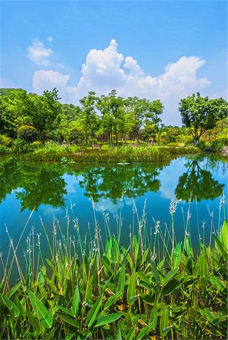 植物季相绝美空间营造惊艳