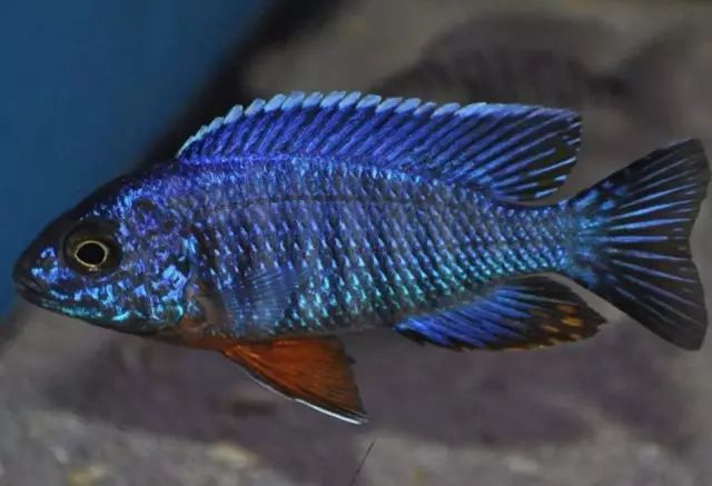 側帶斜間/紫藍斜間mylochromis lateristriga利文斯通暴雨鯛/花鯛