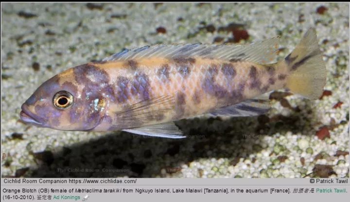 側帶斜間/紫藍斜間mylochromis lateristriga利文斯通暴雨鯛/花鯛