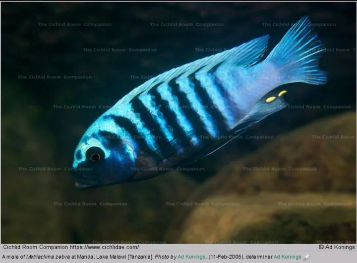 側帶斜間/紫藍斜間mylochromis lateristriga利文斯通暴雨鯛/花鯛