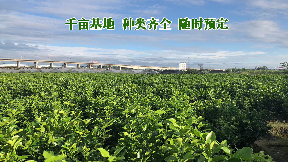 【金秋砂糖桔种植好吗】懂柑桔就一定会种柑桔吗?_陶然