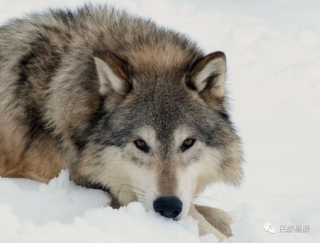 我为什么推崇狼的精神和文化