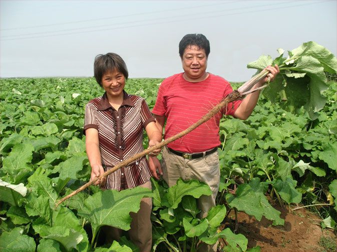 营养是胡萝卜的150倍,在我国无人问津,出口日本却成了高端菜