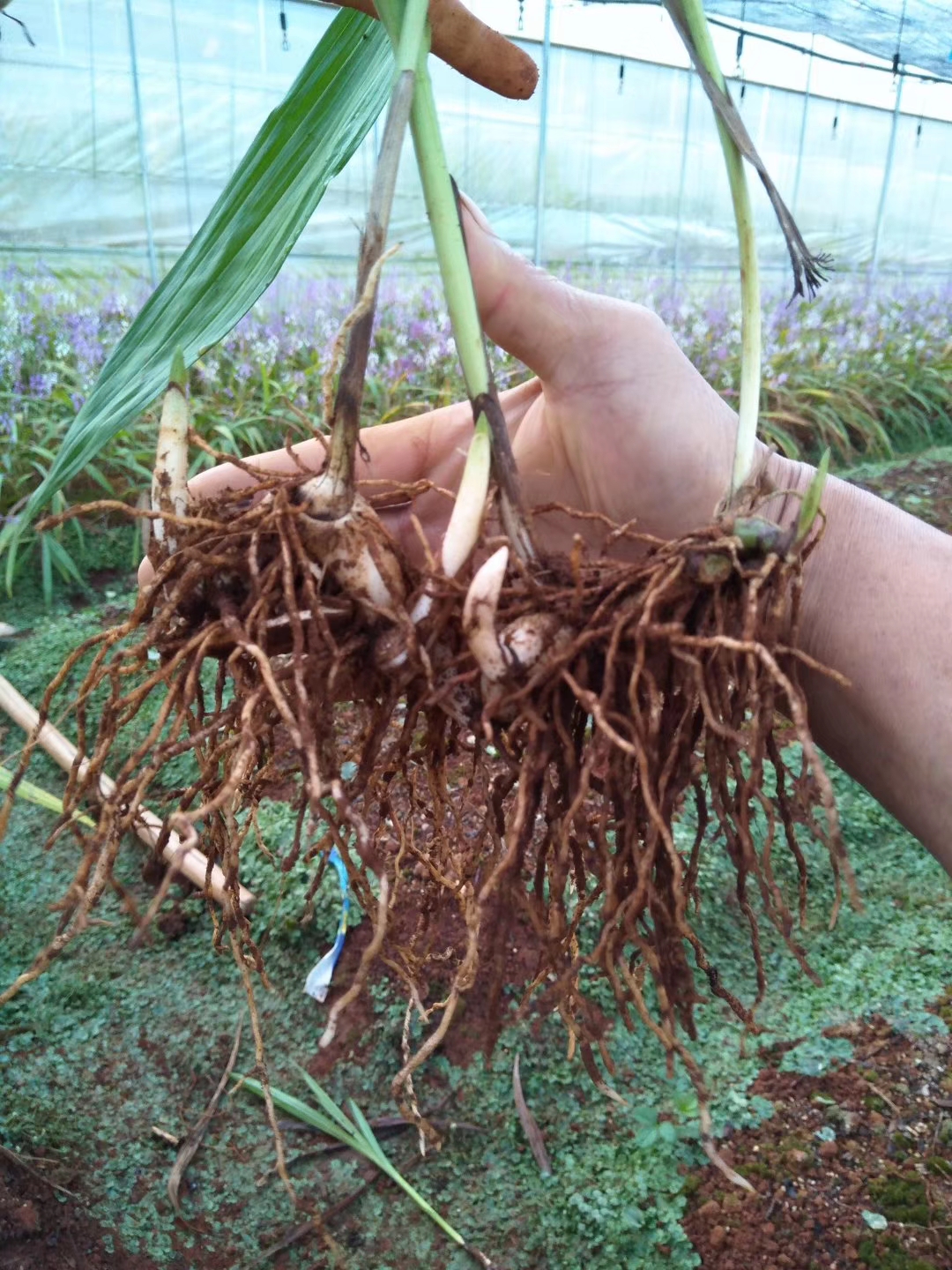 白芨种植及亩产量(白芨种植及亩产量多少斤)