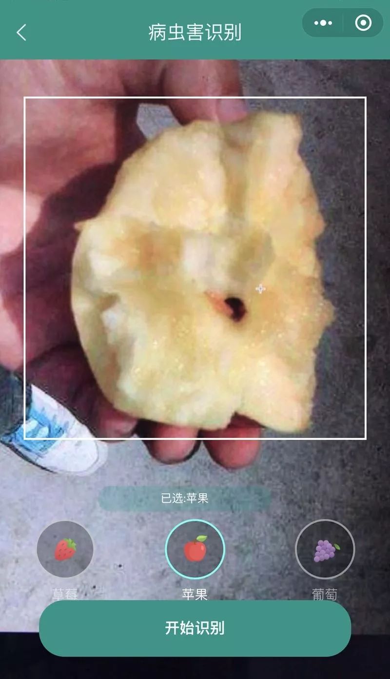 如果吃苹果的时候一口咬下去半个虫是先识别什么虫还是先吐出来