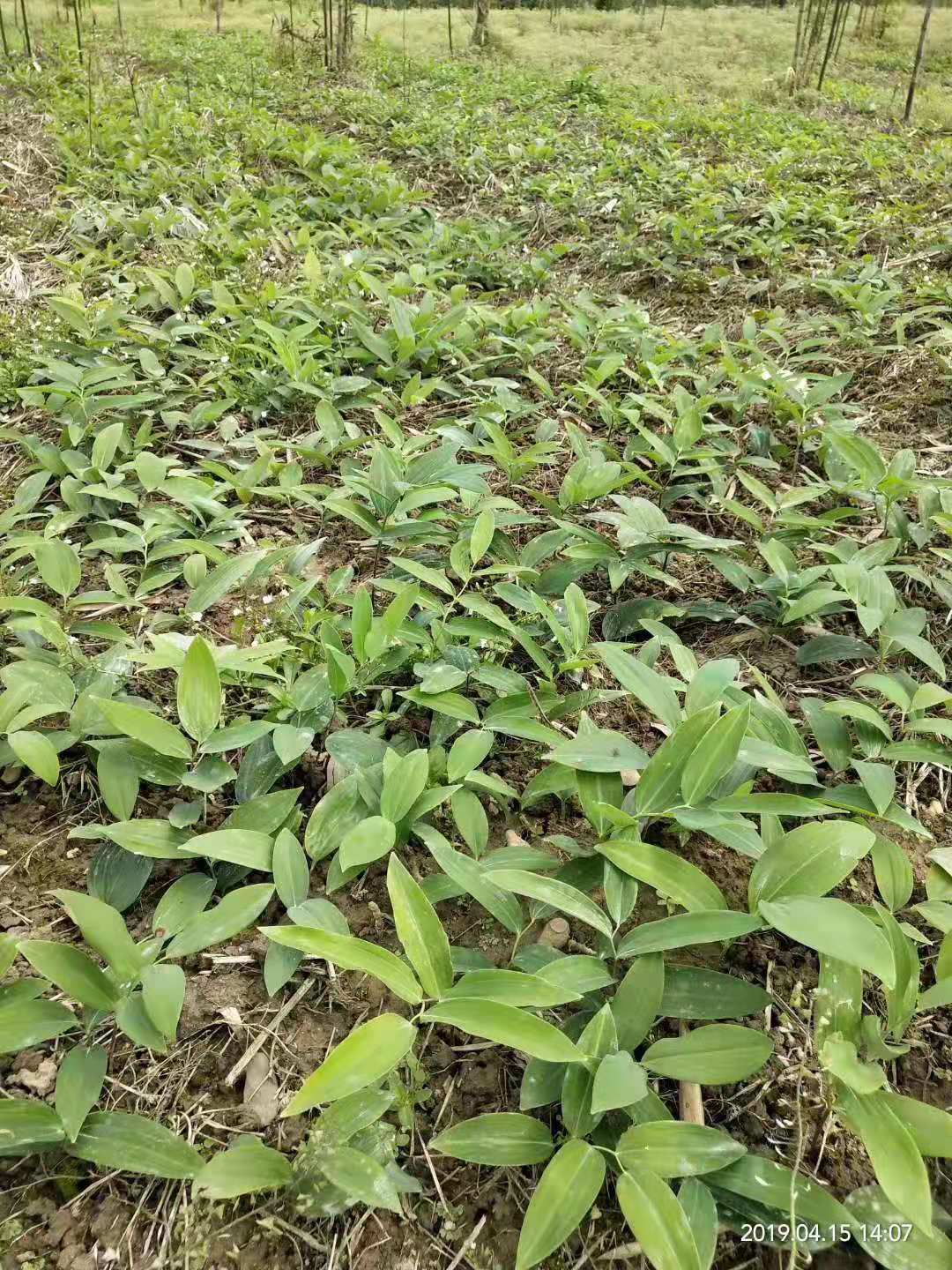 黄精的种植技术和栽培地区(滇黄精的种植技术和栽培地区)