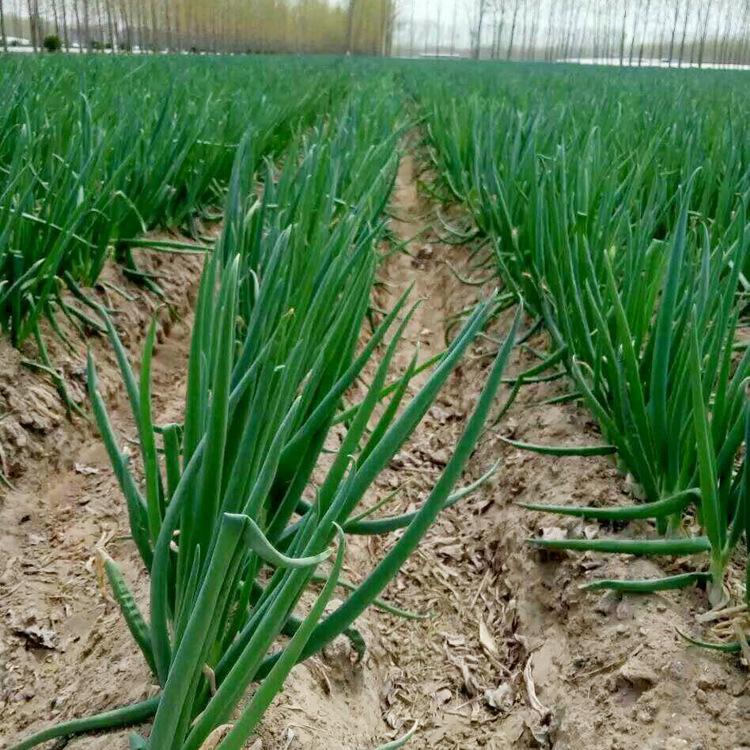 原创怎样种葱才能长得快你需要做好这些