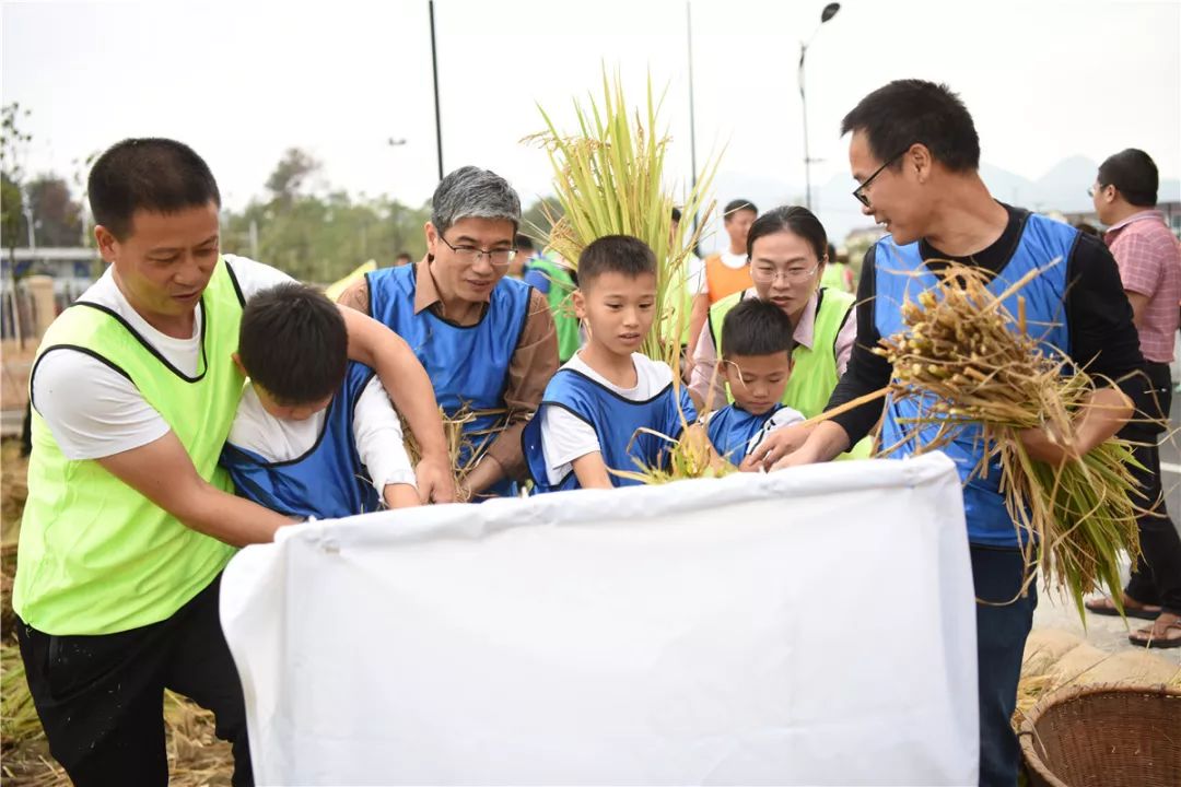 割稻脱粒扬谷这些小学生当上了校园小农夫