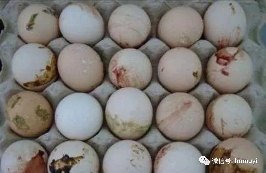蛋鸡容易得输卵管炎 且易反复的原因及防治措施