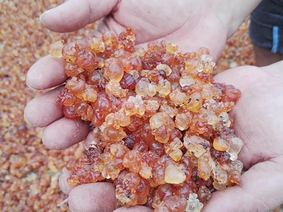 并没有美容,养颜之类的功效,因为桃胶主要成分是可溶性膳食纤维和多糖