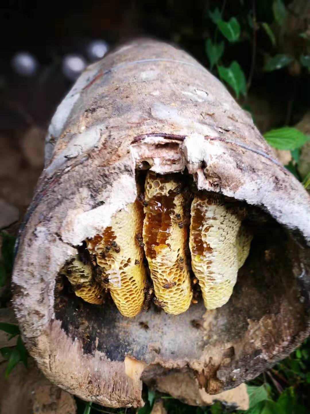 赞美峨边我的故乡脱贫致富大变样