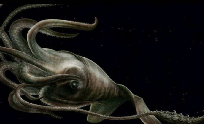 南极神秘深海巨鱿能与抹香鲸厮杀眼睛之大冠绝全球动物