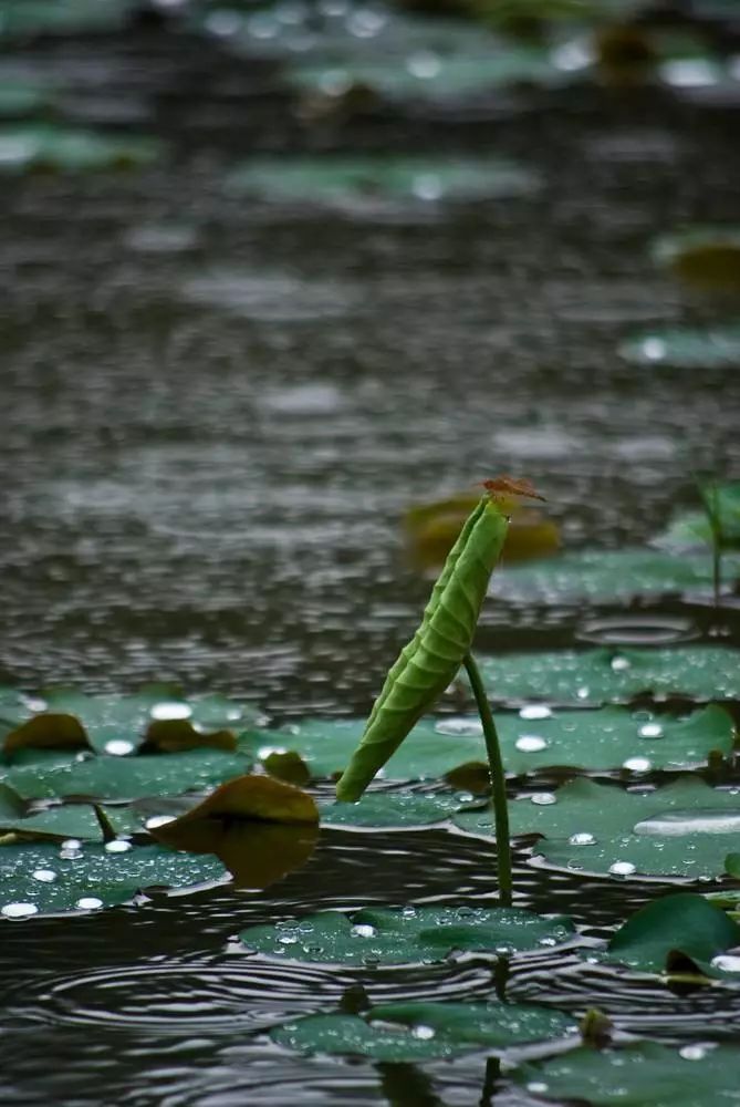 西柚杂文这绵长的雨