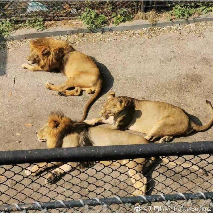 休闲时光,贝大师参观动物园,晒熊猫照片