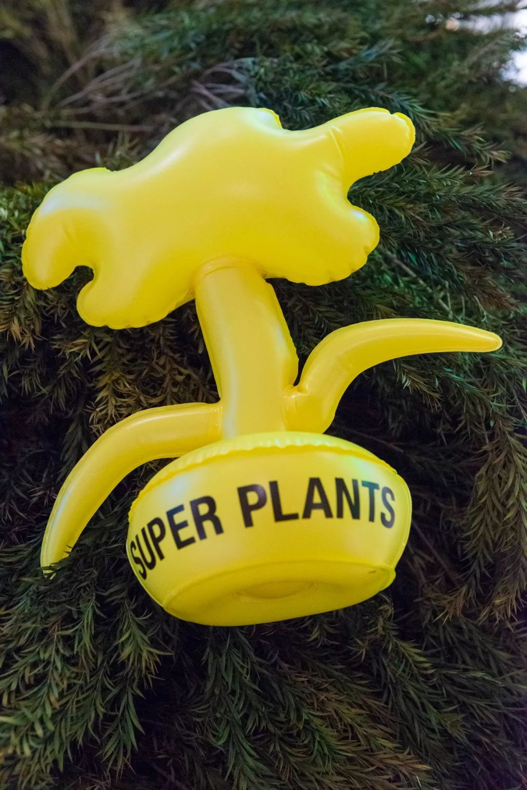 超级植物公司一家不卖花的花店