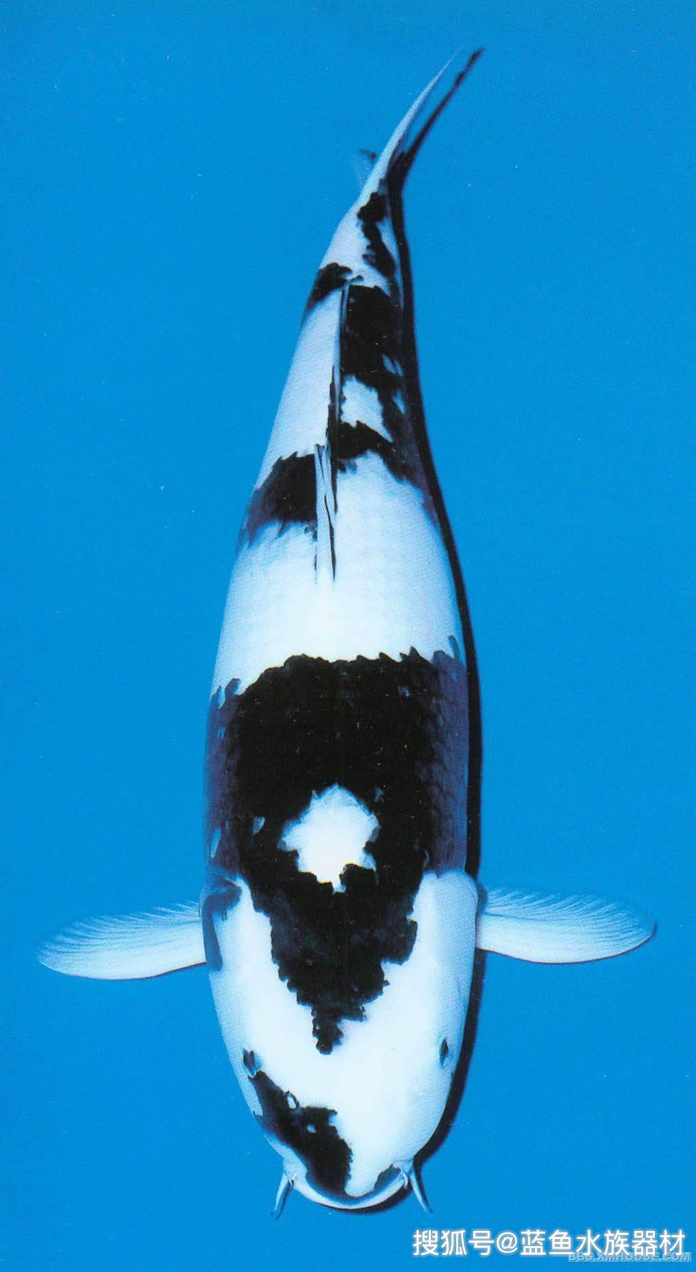 白写和别甲的区别