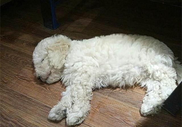 漂白剂应对比熊毛色发黄并不顶用掌握洗澡的正确方法才是正道