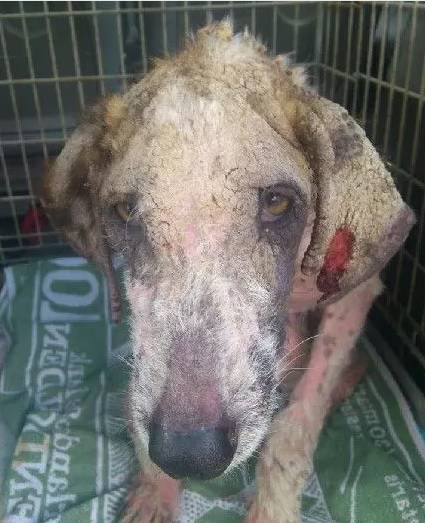 在机场呆了一个月这只狗选择杀了自己