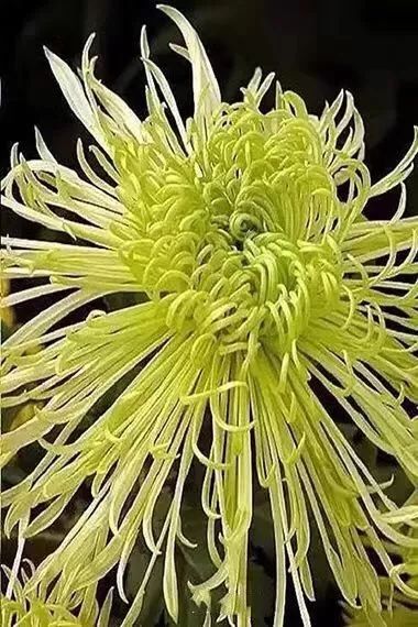 歌浓如酒人淡如菊