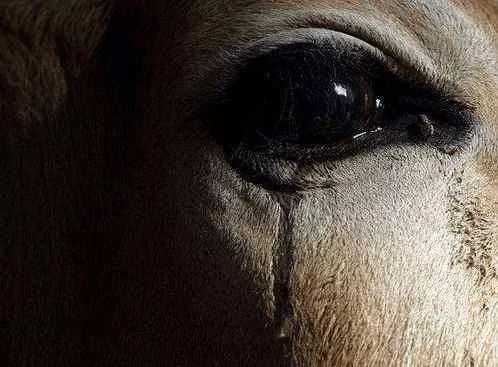 一滴泪水有多重