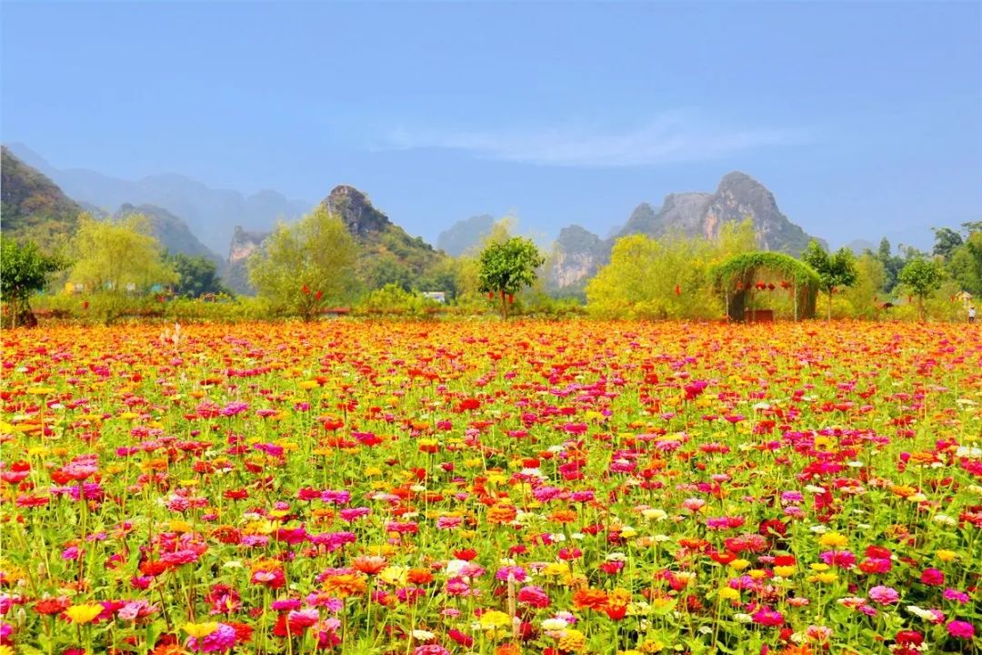 门票免费抢最浪漫的峰林花海来了美翻整个广东