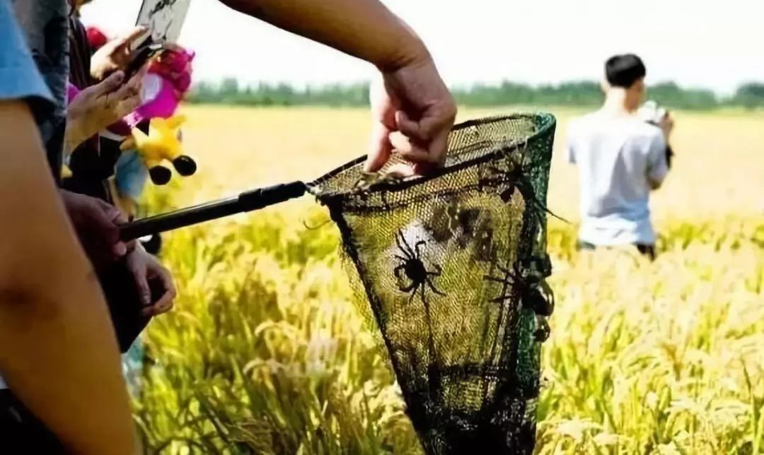 吃蟹地点曹妃甸湿地,过把钓螃蟹的瘾!去唐海稻田养蟹基地,捕捉稻蟹.